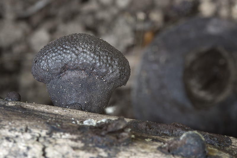 Daldinia childiae